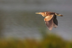 Bukáček malý  ( Ixobrychus minutus )