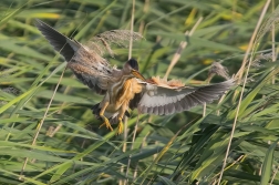 Bukáček malý  ( Ixobrychus minutus )