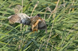 Bukáček malý  ( Ixobrychus minutus )