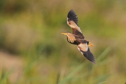 Bukáček malý  ( Ixobrychus minutus )