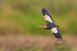 Bukáček malý  ( Ixobrychus minutus )