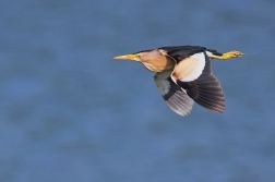 Bukáček malý  ( Ixobrychus minutus )
