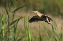 Bukáček malý  ( Ixobrychus minutus )