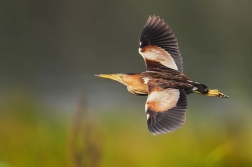 Bukáček malý  ( Ixobrychus minutus )