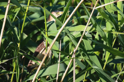 Bukáček malý  ( Ixobrychus minutus )