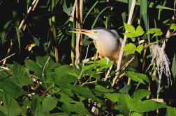 Bukáček malý  ( Ixobrychus minutus )