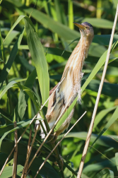 Bukáček malý  ( Ixobrychus minutus )