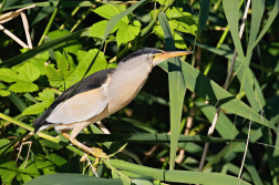 Bukáček malý  ( Ixobrychus minutus )