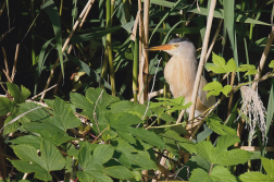 Bukáček malý  ( Ixobrychus minutus )