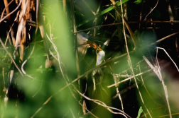 Bukáček malý  ( Ixobrychus minutus )