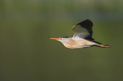 Bukáček malý  ( Ixobrychus minutus )