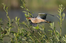 Bukáček malý  ( Ixobrychus minutus )