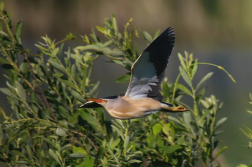 Bukáček malý  ( Ixobrychus minutus )