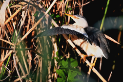 Bukáček malý  ( Ixobrychus minutus )