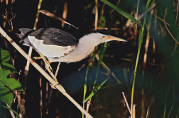 Bukáček malý  ( Ixobrychus minutus )