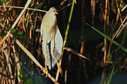 Bukáček malý  ( Ixobrychus minutus )