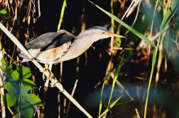 Bukáček malý  ( Ixobrychus minutus )
