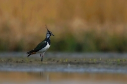 Čejka chocholatá  ( Vanellus vanellus )