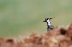 Čejka chocholatá  (Vanellus vanellus )