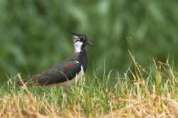 Čejka chocholatá  (Vanellus vanellus )