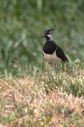 Čejka chocholatá  (Vanellus vanellus )