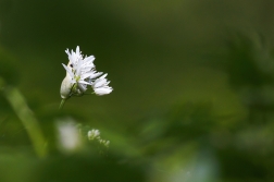 Česnek medvědí ( Allium ursinum )