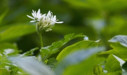 Česnek medvědí ( Allium ursinum )