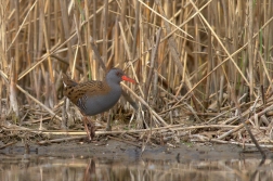 Chřástal vodní ( Rallus aguaticus )