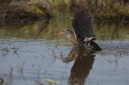 Chřástal vodní  ( Rallus aquaticus )