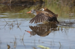 Chřástal vodní  ( Rallus aquaticus )