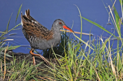 Chřástal vodní  ( Rallus aquaticus )
