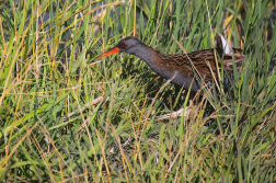 Chřástal vodní  ( Rallus aquaticus )