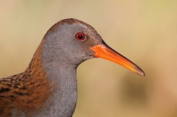 Chřástal vodní  ( Rallus aquaticus )