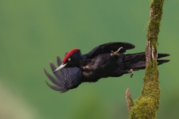 Datel černý  ( Dryocopus martius )