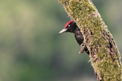 Datel černý  ( Dryocopus martius )