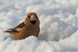 Dlask tlustozobý ( Coccothraustes...