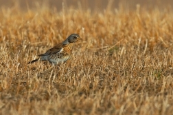 Drozd kvíčala  ( Turdus pilaris )