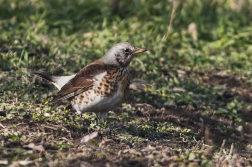 Drozd kvíčala  (Turdus pilaris )