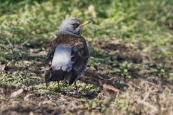 Drozd kvíčala  (Turdus pilaris )