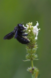 Drvodělka fialová  ( Xylocopa violacela )