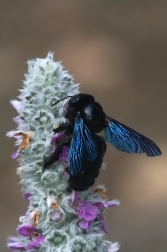 Drvodělka fialová  ( Xylocopa violacela )