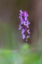 Dymnivka dutá ( Corydalis cava )