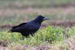 Havran polní  ( Corvus frugilegus )