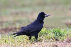 Havran polní  ( Corvus frugilegus )