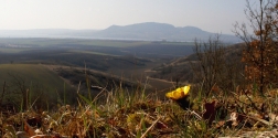 Hlaváček jarní  ( Adonis vernalis )