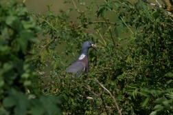 Holub hřivnáč  ( Columba palumbus )