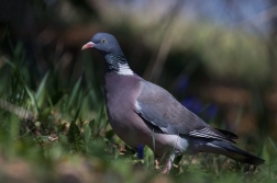 Holub hřivnáč  ( Columba palumbus )