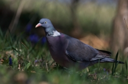 Holub hřivnáč  ( Columba palumbus )