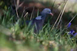 Holub hřivnáč  ( Columba palumbus )