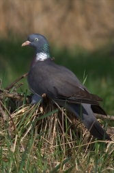 Holub hřivnáč ( Columba palumbus )